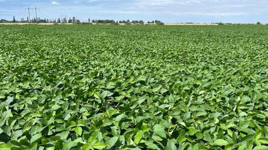 Distesa di piante di soia verdi, trattate con biostimolante piante, sullo sfondo compaiono i piloni di una linea elettrica e alcuni alberi. Nel cielo bianche nuvole stratiformi.