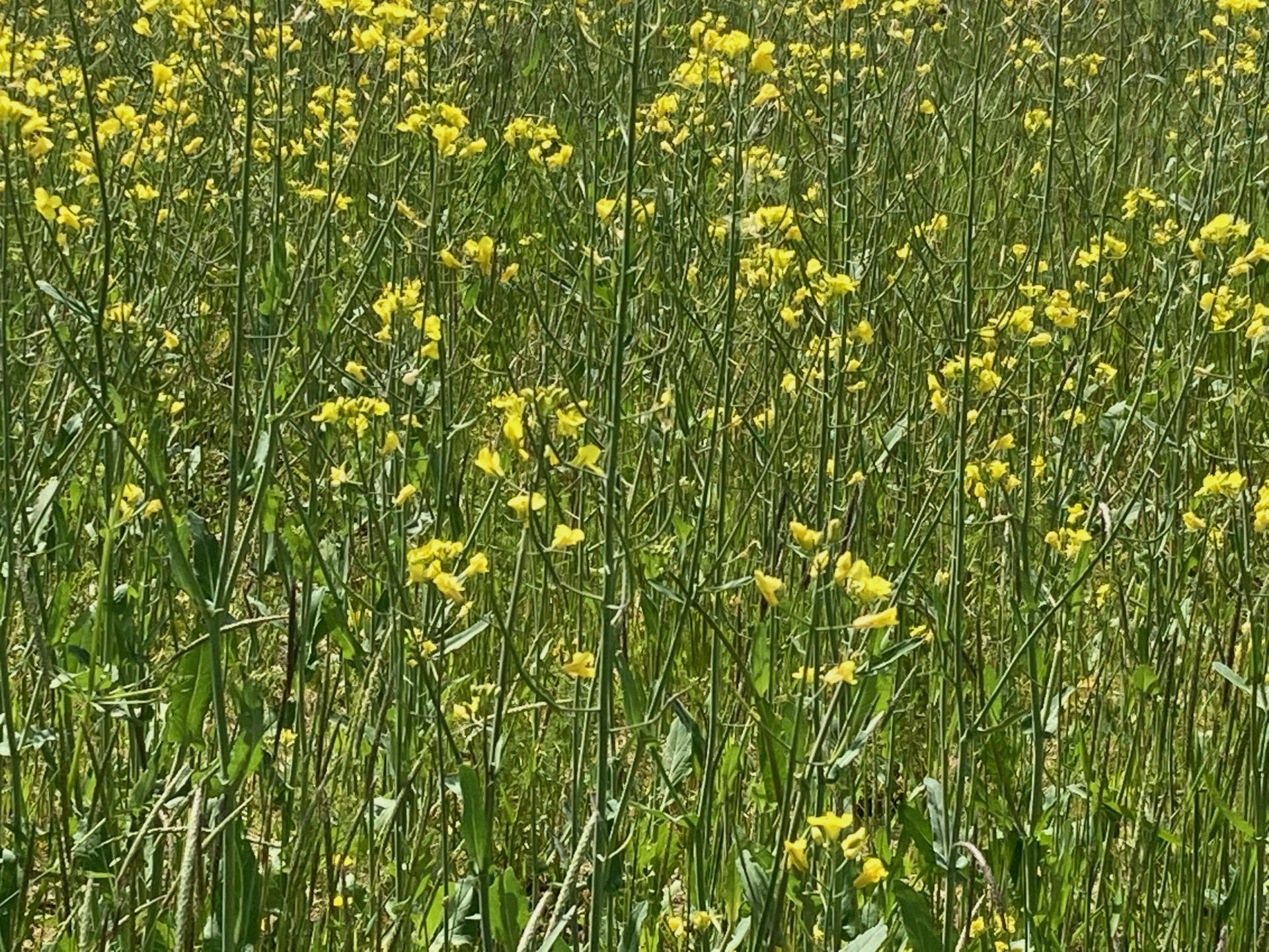 Immagine in dettaglio di piante di colza dai fiori gialli, trattate con l'agente biostimolante piante di Nutrevo Q. E.