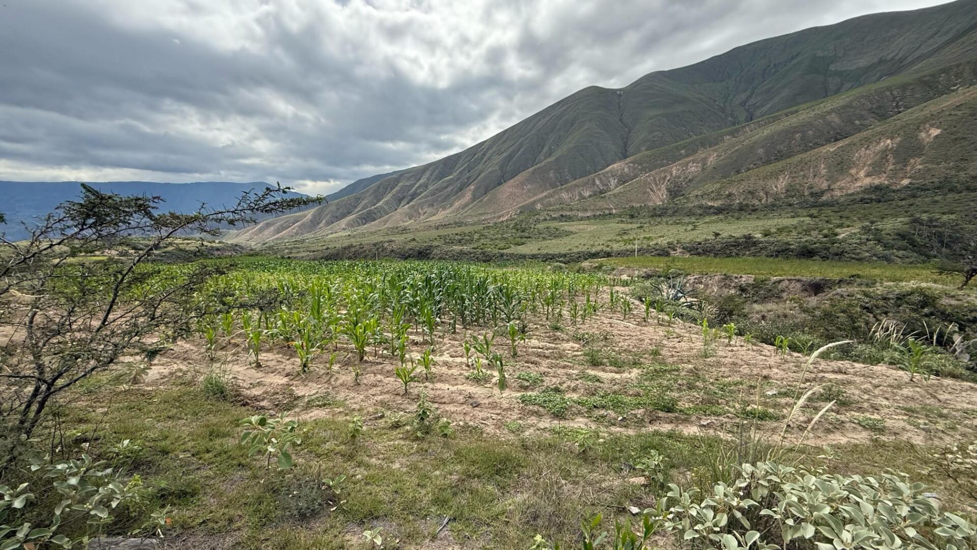 Paesaggio con un campo di mais di agricoltura biologica. In primo piano a sinistra un arbusto spinoso, al limitare dei campi le pendici di una formazione montuosa con bassa vegetazione verde.