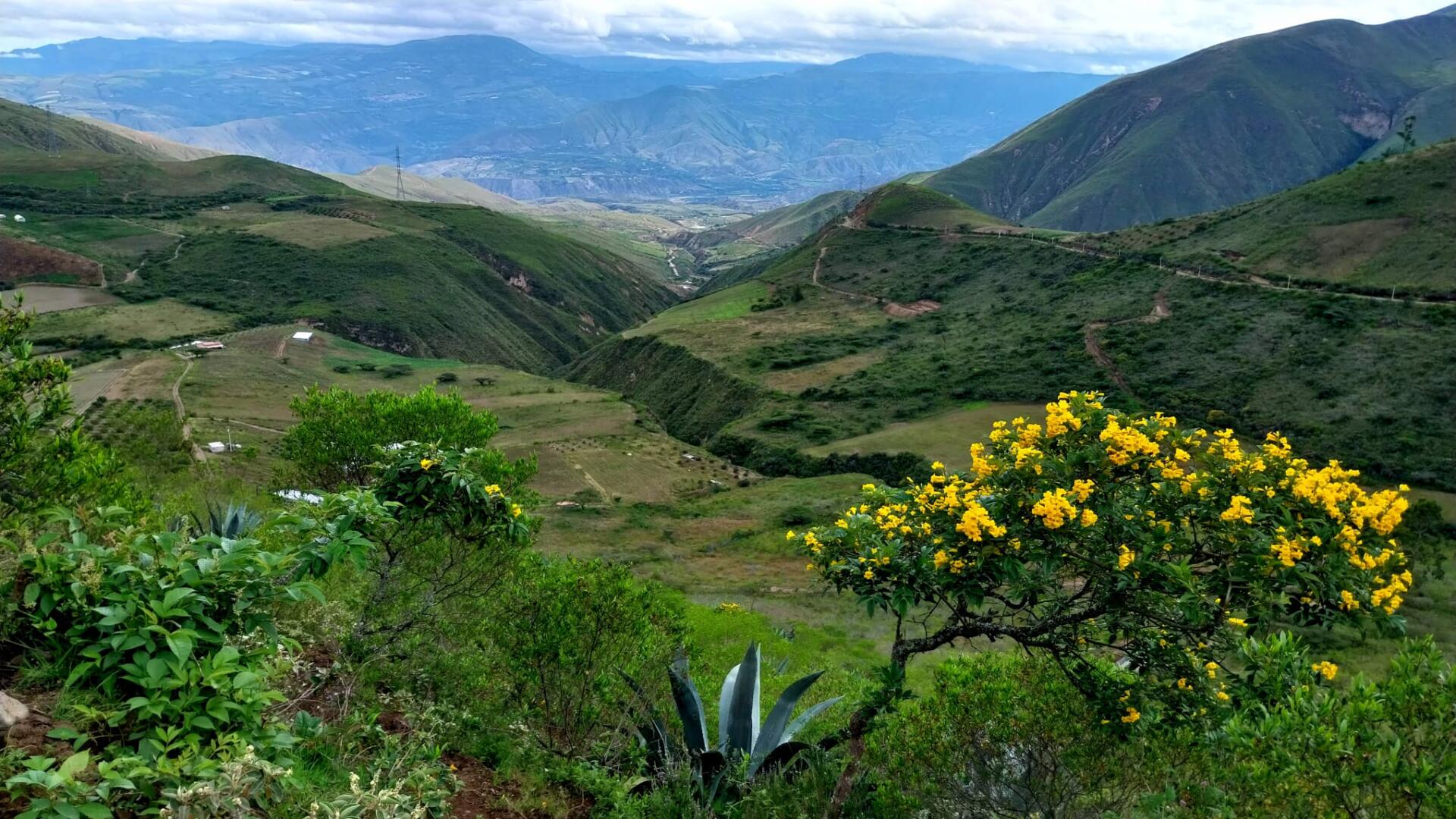Panorama di una valle in Ecuador, in primo piano un arbusto con fiori gialli, sulle pendici terreni coltivati con prodotti che stimolano la rigenerazione del suolo.