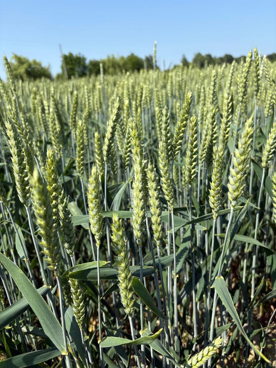 Spighe di frumento di colore verde chiaro. La coltura è stata trattata con biostimolante piante.