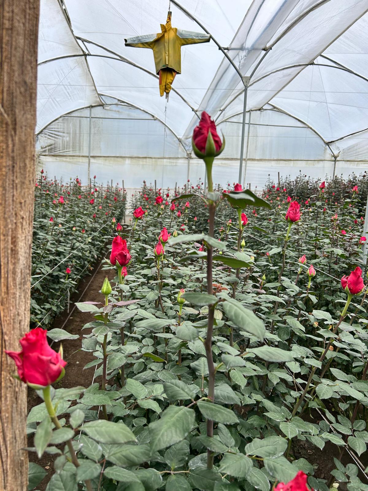 Interno di una serra destinata alla coltivazione di rose. Si apprezzano i fiori rossi, frutto di interventi di rigenerazione del suolo e uno spaventapasseri giallo appeso al colmo della struttura portante.