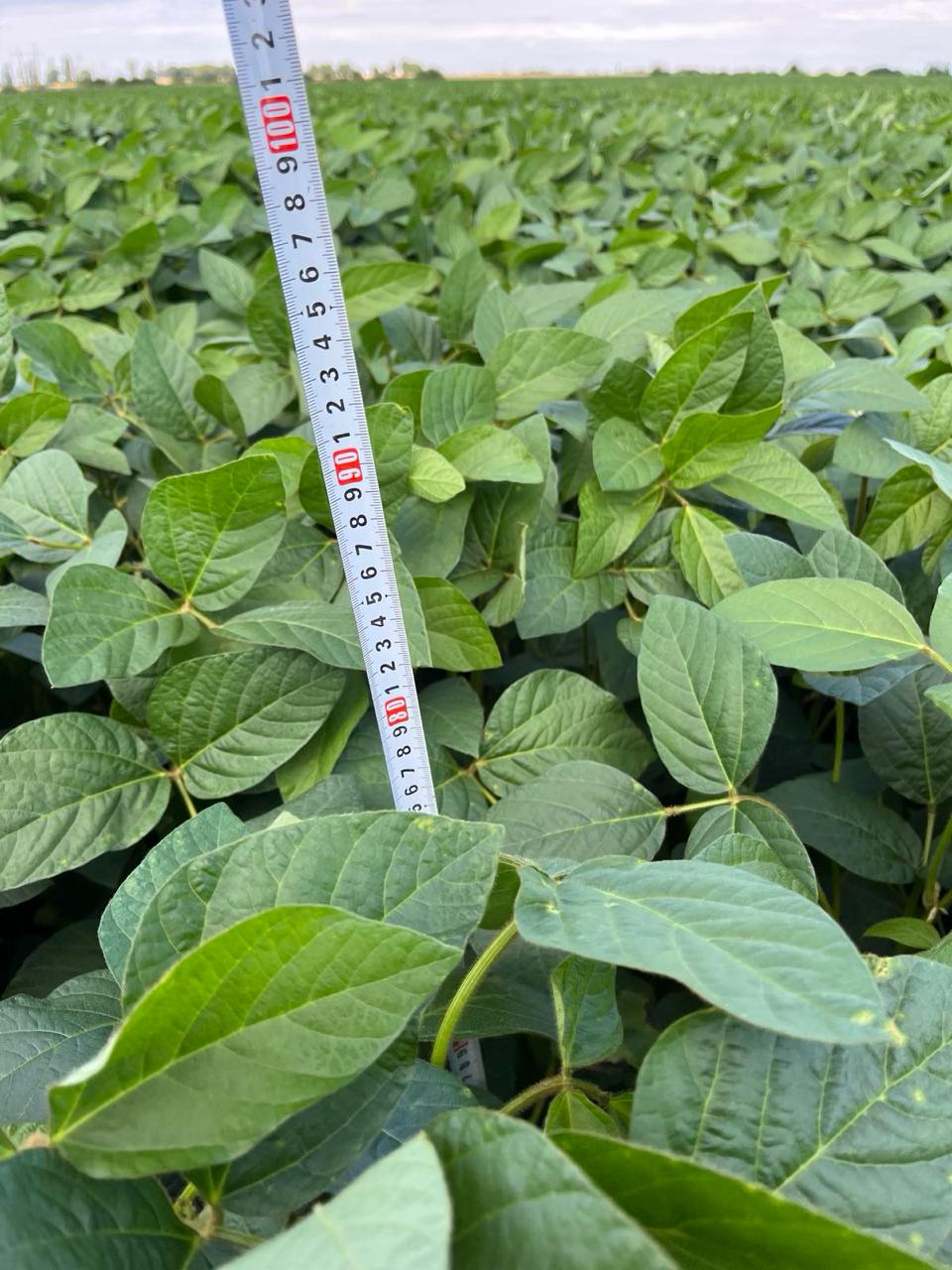 Particolare di piante di soia trattate con biostimolante piante, il cui sviluppo è misurato con un metro a nastro bianco che indica un'altezza di circa 80 cm.