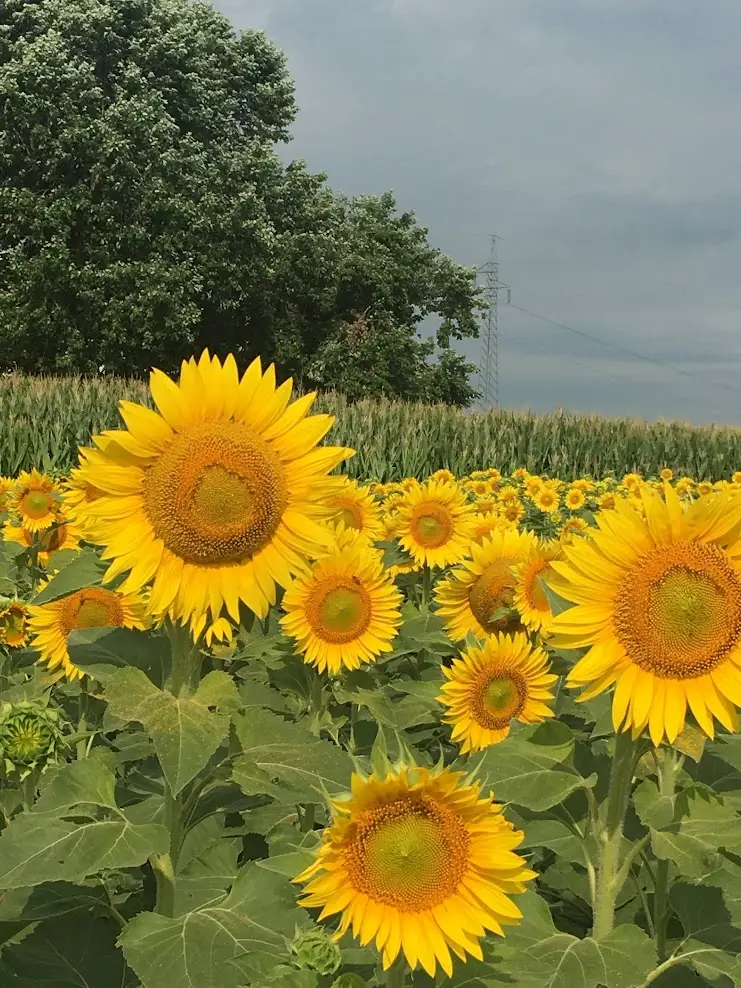 Vista su un campo di girasoli gialli, trattati con biostimolante piante, rivolti verso l'osservatore. In secondo piano una coltivazione di mais e alcuni alberi frondosi.