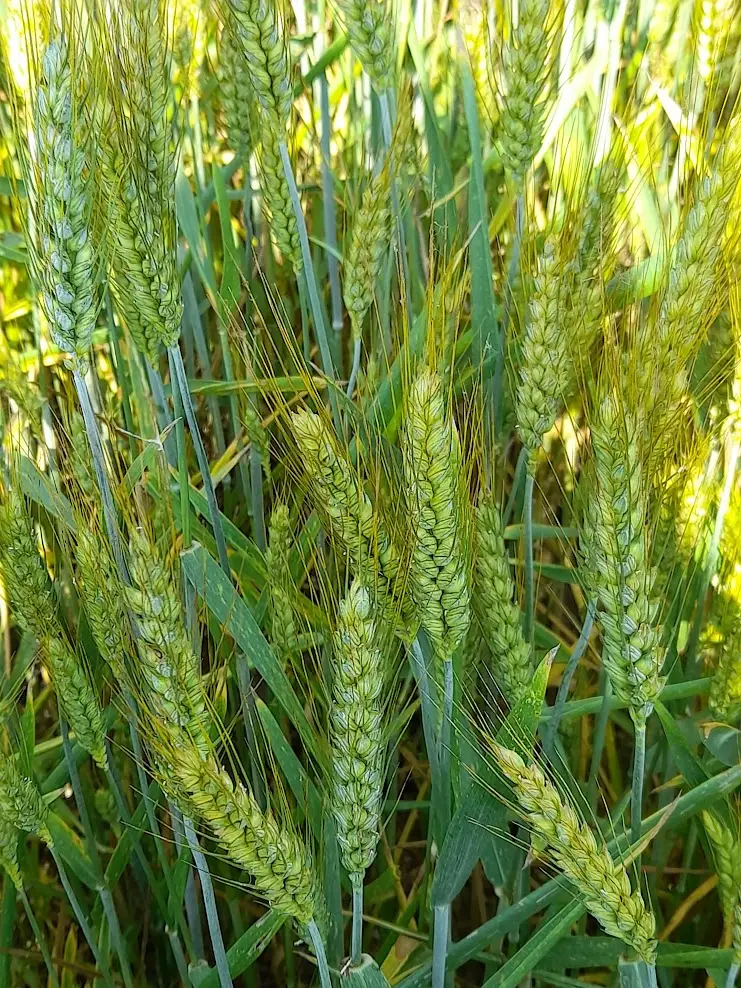 Spighe di grano tenero non ancora mature, dal caratteristico verde chiaro. La coltura è stata trattata con inoculo di funghi micorrizici.
