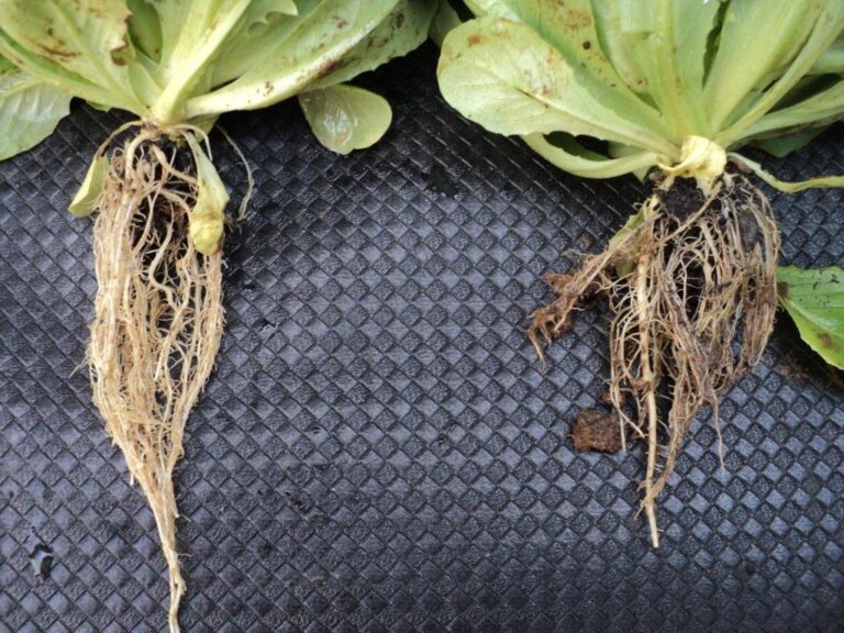 Focus sulle radici di due piante di lattuga trattate con inoculo di funghi micorrizici. Sfondo nero a quadratini.