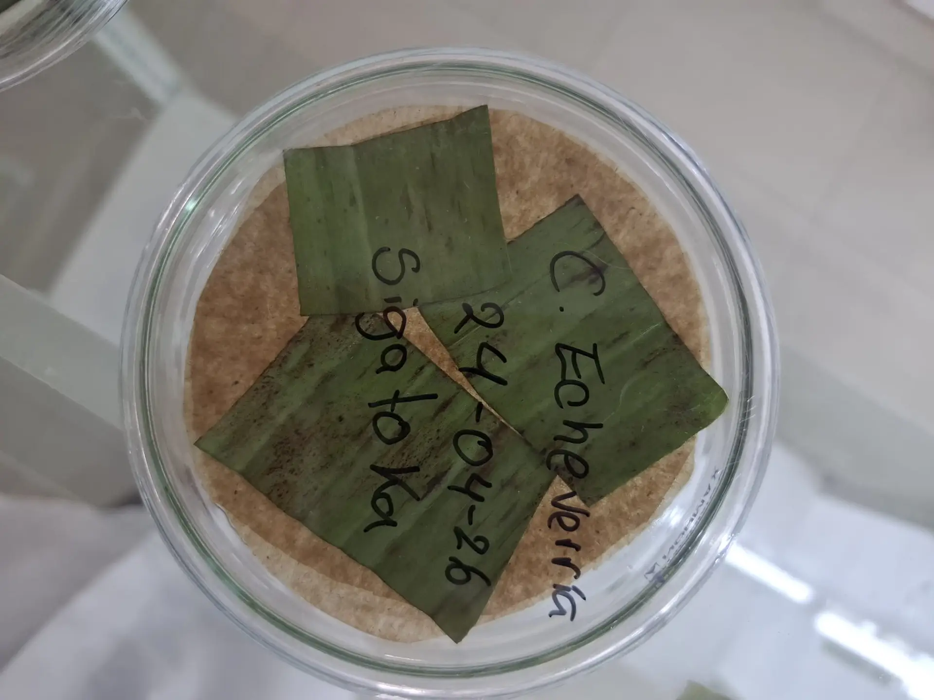 Capsula Petri in vetro con tre campioni di foglie di banano. Sul coperchio scritte di identificazione del lotto a pennarello nero.