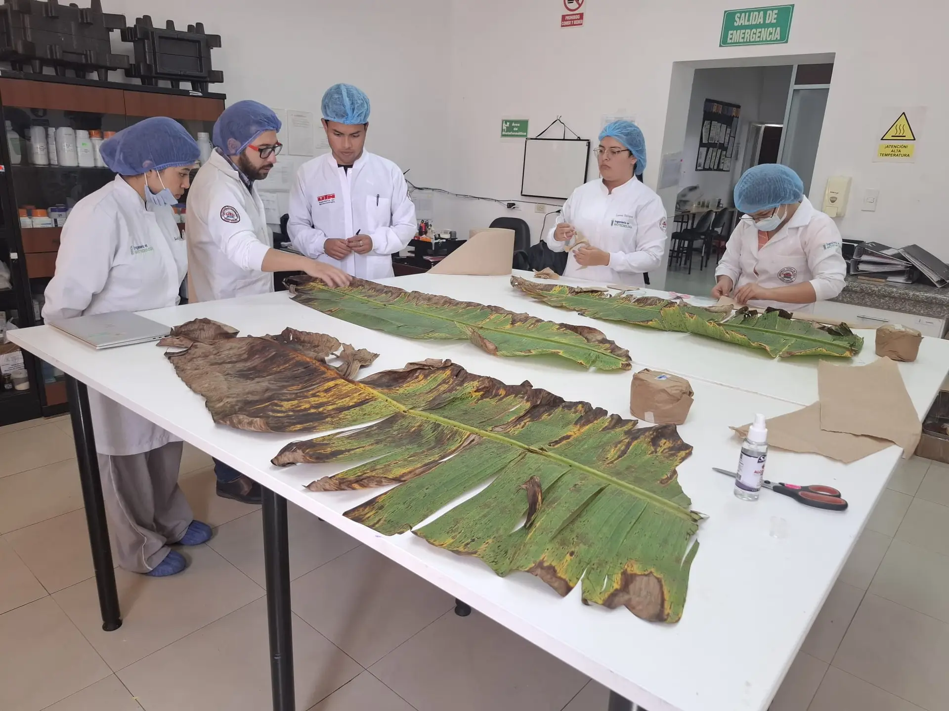 Foto di un gruppo di ricercatori attorno a un piano di lavoro bianco mentre esamina le caratteristiche di tre grandi foglie di banano.