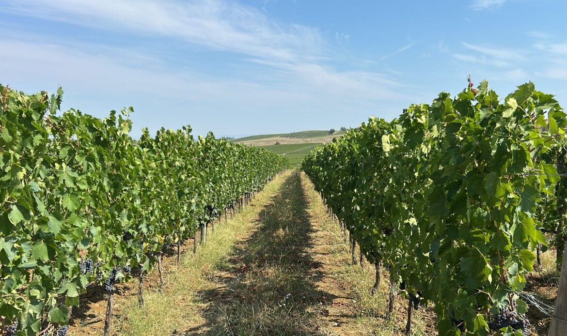 Due filari di viti coltivate con agricoltura biologica separati da una stradina sterrata. Sullo sfondo colline coltivate.