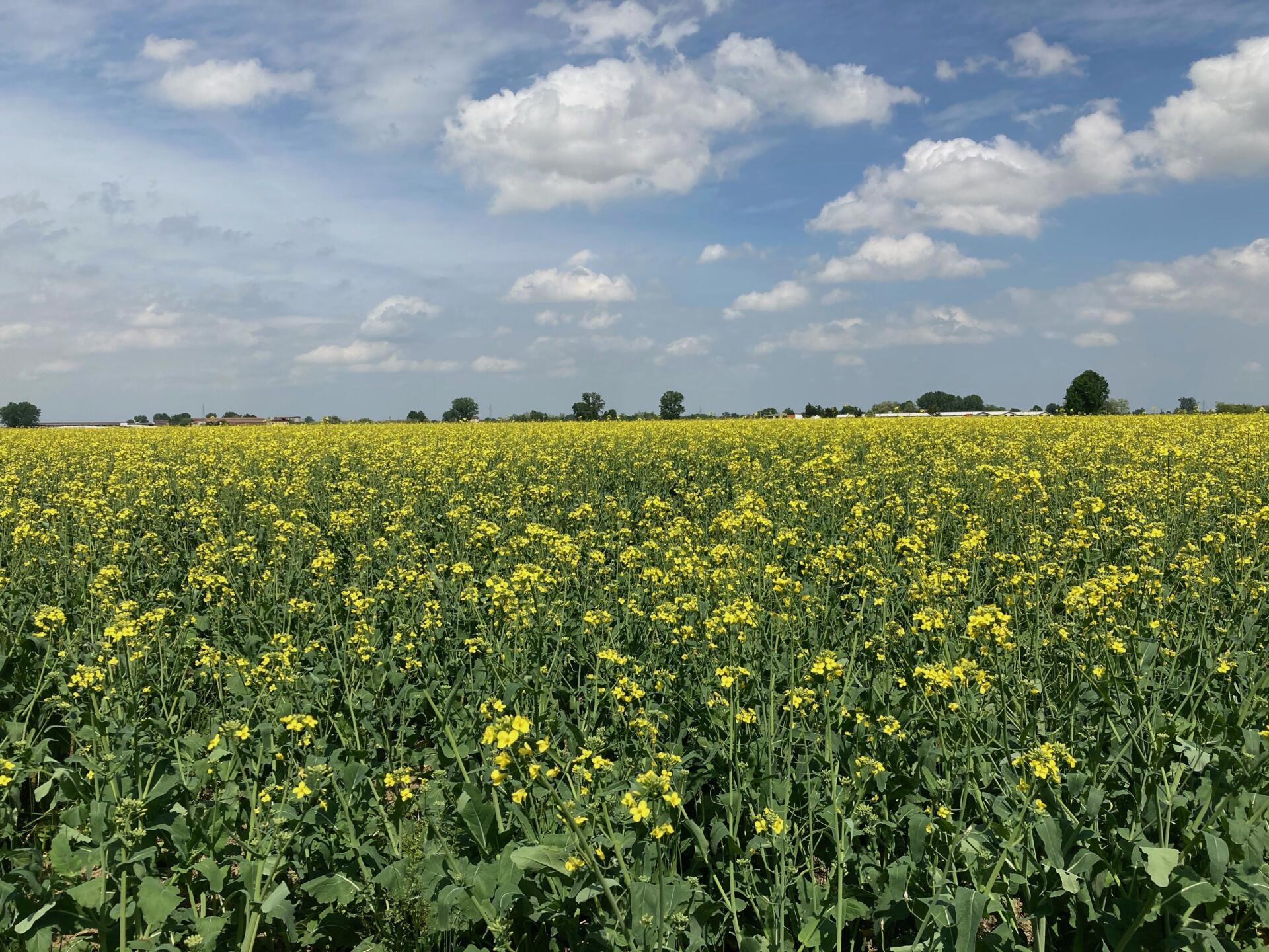 Colza Un'ampia distesa di colza fiorita di giallo, trattata con biostimolante piante nell'ambito dell'agricoltura biologica. Nel cielo azzurro si vedono nuvole bianche.