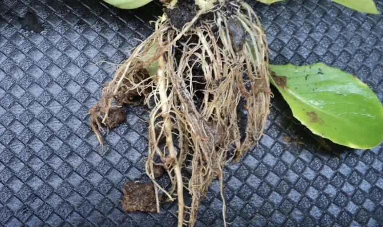 Immagine di radici di piante di lattuga trattata con estratto fluido di lievito contenente alghe brune. Sfondo nero a quadretti lucidi e opachi.