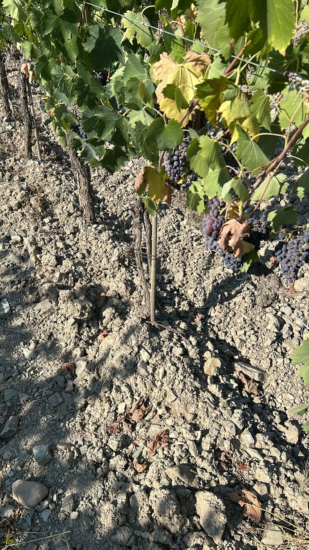 Particolare di piante di vite trattate con estratto fluido di lievito contenente alghe brune. Il terreno si presenta arido e sassoso, i tralci portano foglie verdi e marroni e numerosi grappoli di uva nera.