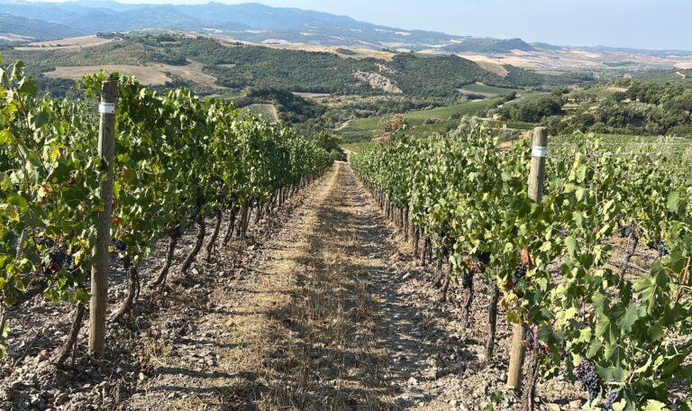 Vigna con carrareccia centrale digradante verso la base di una collina, trattata con inoculo di funghi micorrizici. Sullo sfondo colline coltivate.