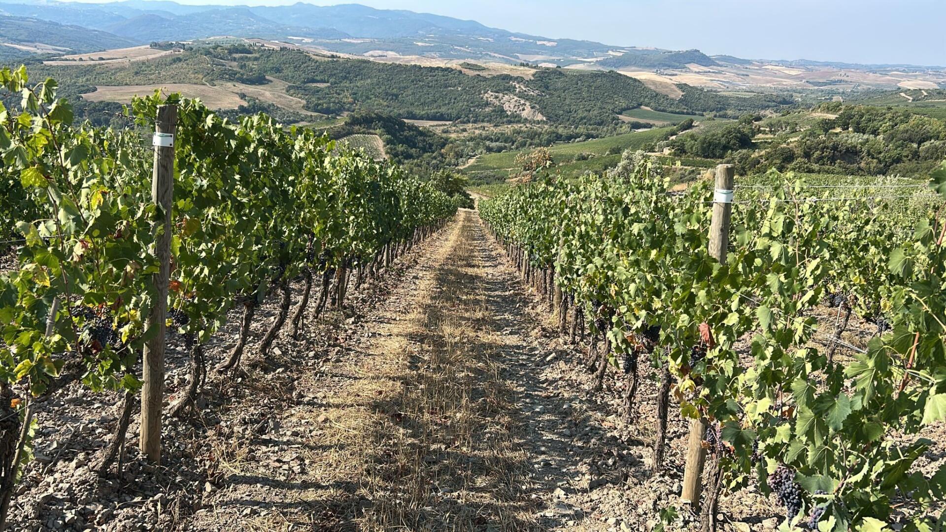 Vigna con carrareccia centrale digradante verso la base di una collina, trattata con inoculo di funghi micorrizici. Sullo sfondo colline coltivate.