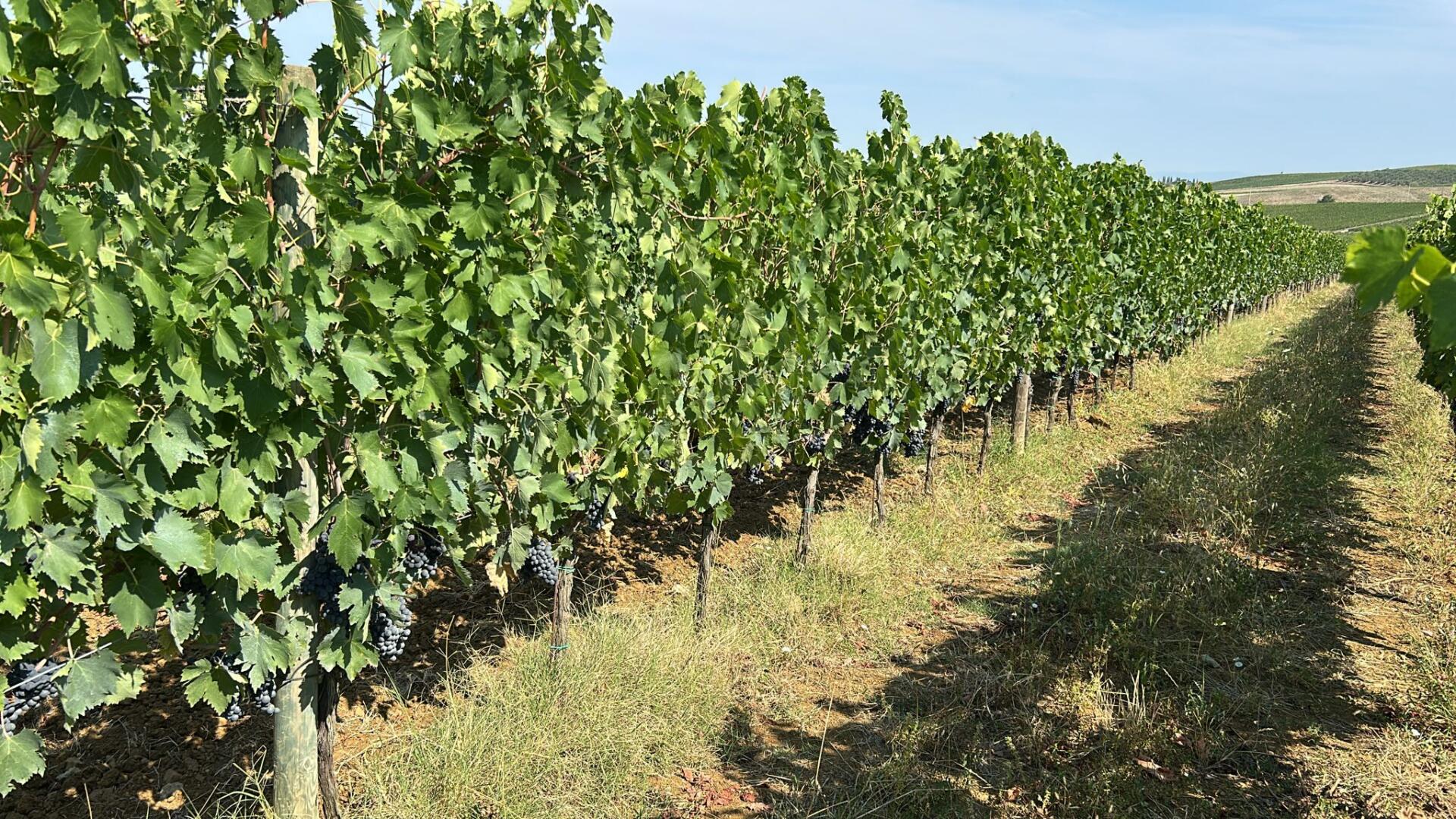Filari di viti con grappoli di uva nera, trattate con estratto fluido di lievito contenente alghe brune. Sullo sfondo colline coltivate.