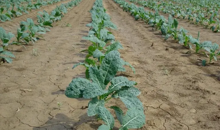 Filari di piante di cavolo nero trattate con inoculo di funghi micorrizici. Il terreno tra le righe è riarso e screpolato.