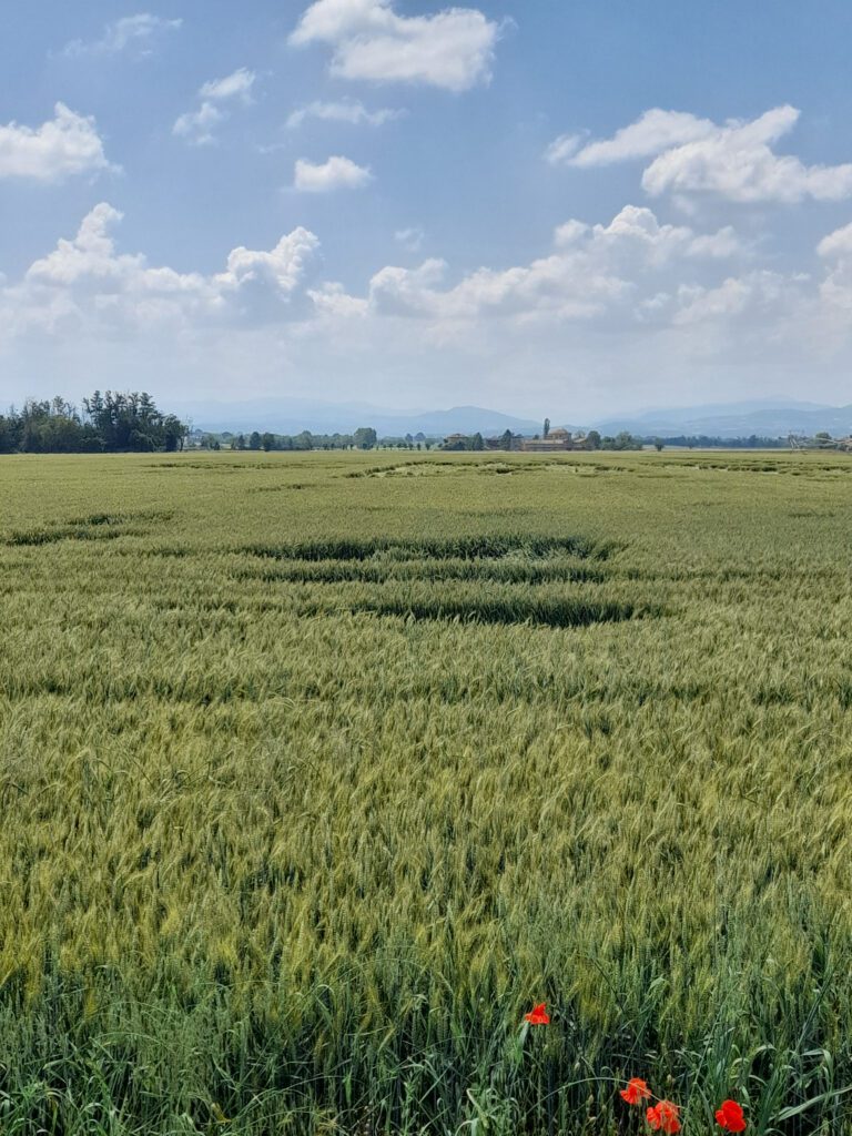Immagine di una distesa di campi di riso coltivato con agricoltura biologica. In primo piano quattro papaveri rossi, sullo sfondo alberi ad alto fusto, una cascina e alcune colline in lontananza.