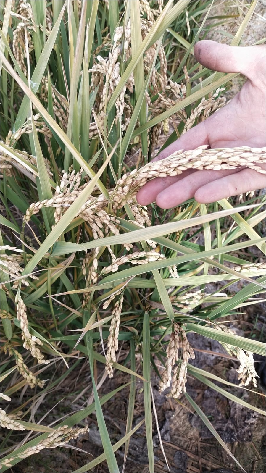 Fotografia di piante di riso con le foglie verdi allungate, da agricoltura biologica. Sulla destra si vede una mano che sorregge una spiga matura, ricca di chicchi, di colore paglierino.