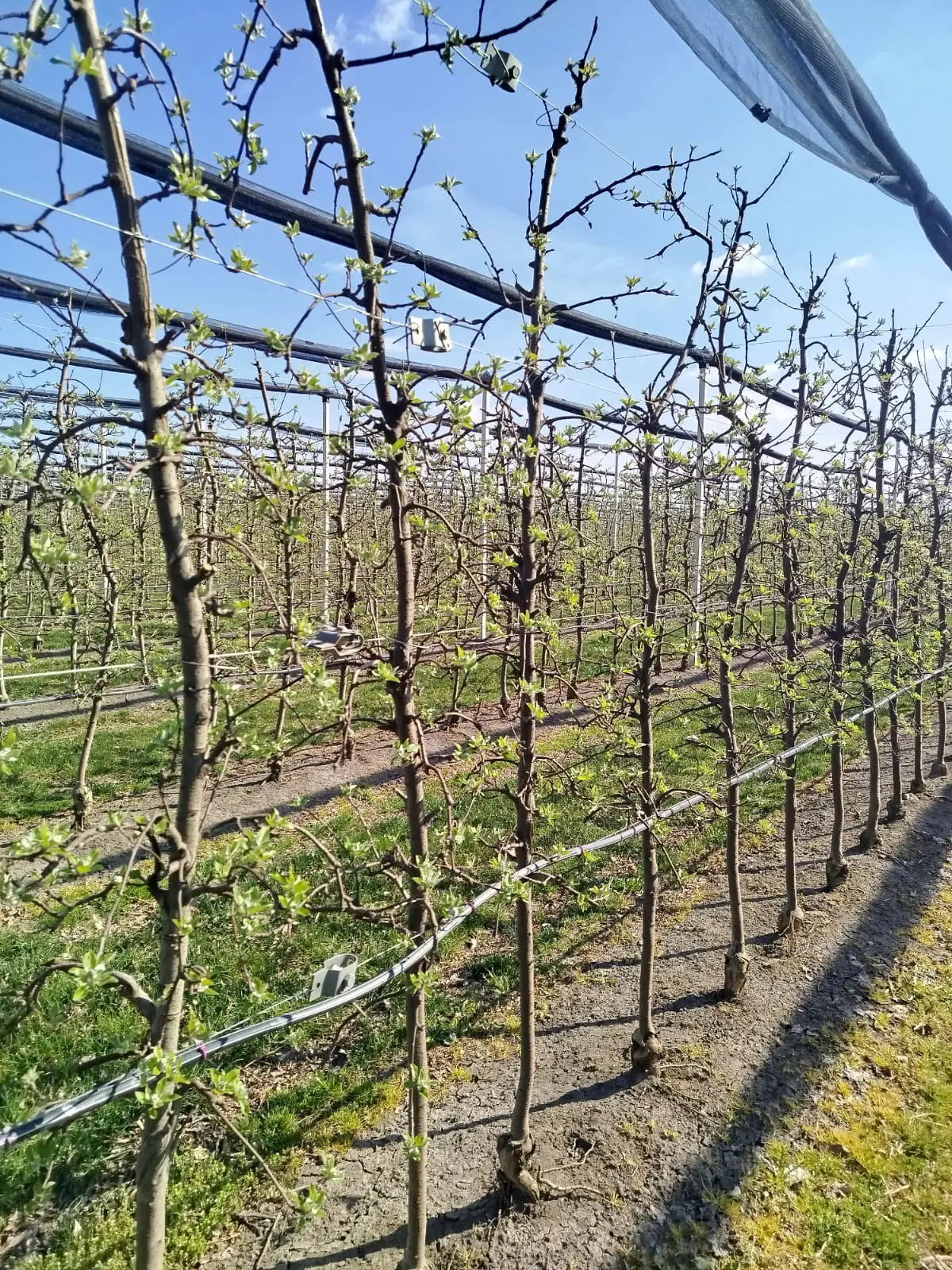 Coltivazione di mele a spalliera nel periodo primaverile con piccole foglie e boccioli di fiori.