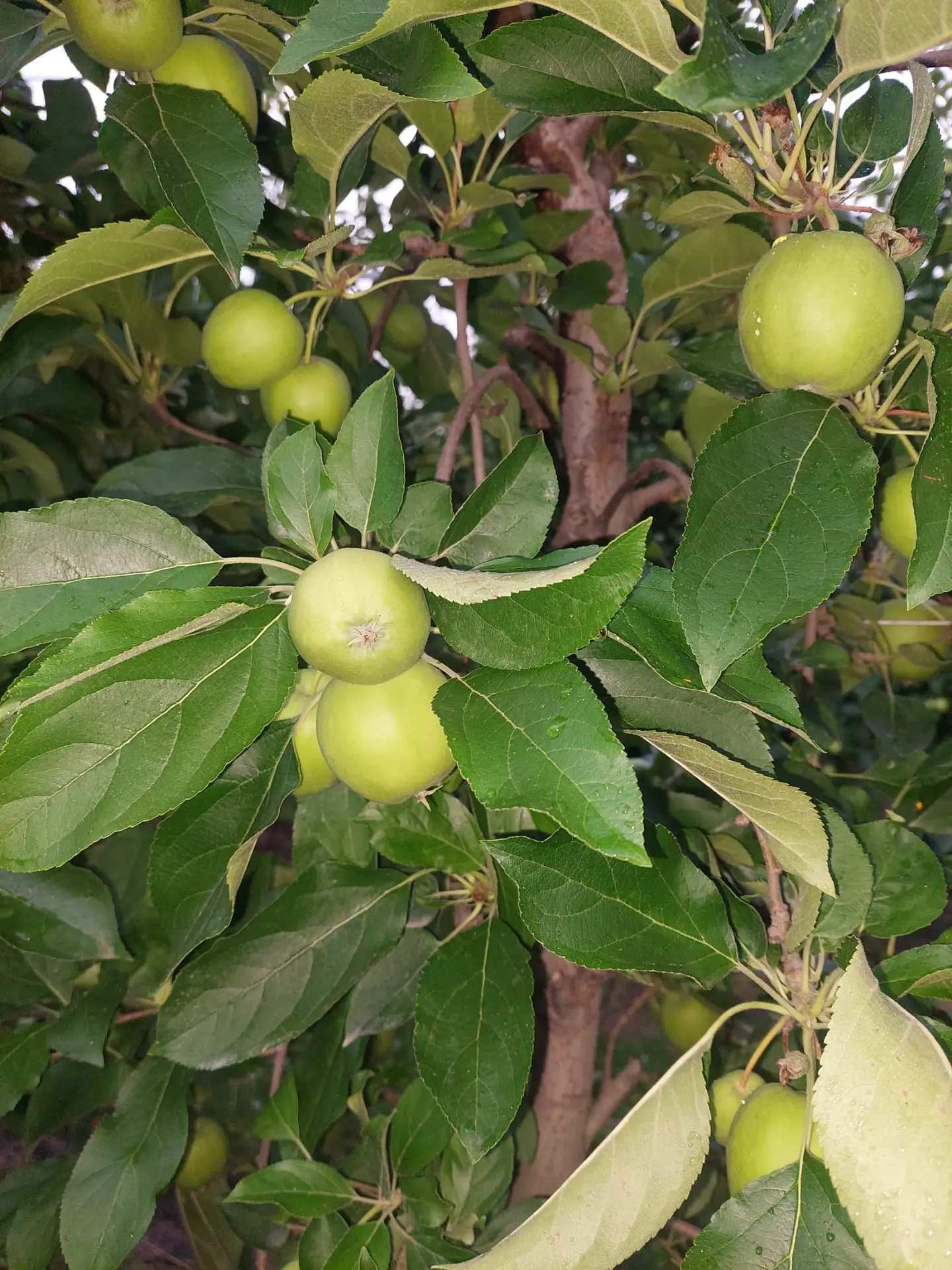 Particolare di una pianta di mele ricca di foglie verdi e frutti gialli.