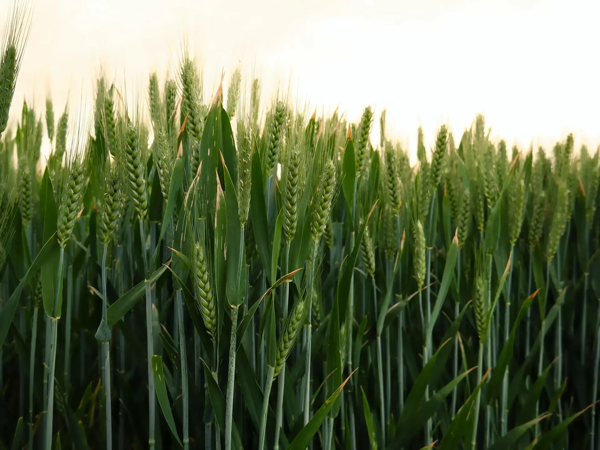 Primo piano di piante di frumento da agricoltura biologica non ancora mature ma con i chicchi verdi già visibili.