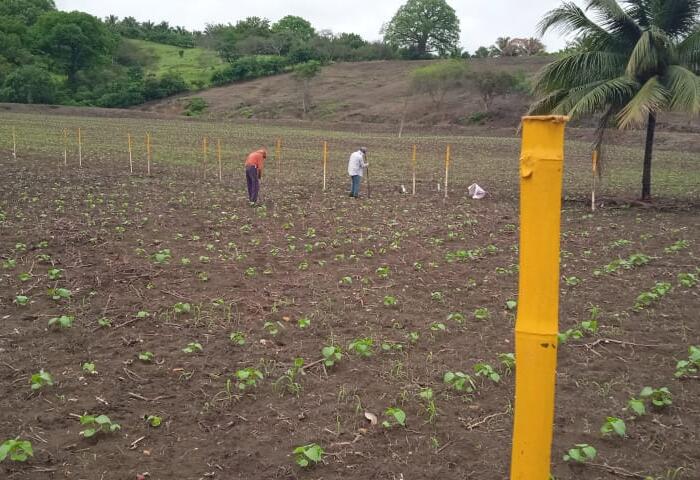 File di piantine in un campo coltivato per testare tecniche di rigenerazione del suolo. In primo piano una canna dipinta di giallo acceso, facente parte della recinzione dell'area.