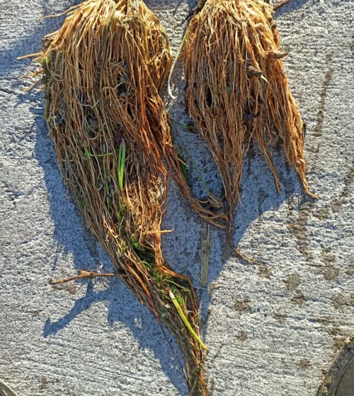 A sinistra radici di piante di riso trattate con inoculo di funghi micorrizici, a destra piante controllo non trattate. Le dimensioni di quelle trattate sono circa il doppio delle altre.