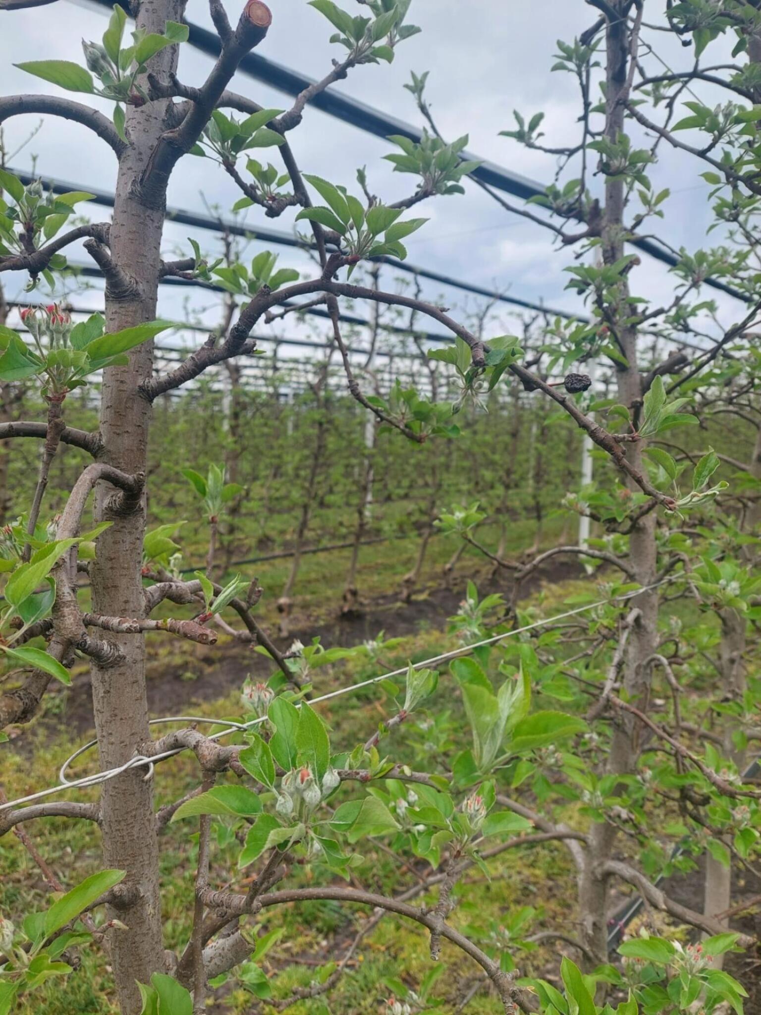 Immagine di un meleto coltivato con agricoltura sostenibile. In primo piano due piante giovani disposte a spalliera, che presentano foglioline e i primi fiori.