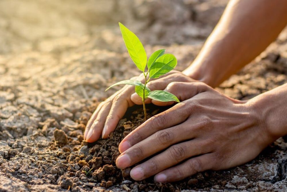 Due mani raccolgono la terra attorno a una giovane pianta con sei foglioline in un campo di agricoltura sostenibile.