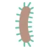 icon_3_6 Immagine rappresentativa di batterio con corpo marrone chiaro e ciglia turchesi, utilizzato per rappresentare Azospirillum dell’autore Amonrat Rungreangfangsai tramite “Vecteezy.com”