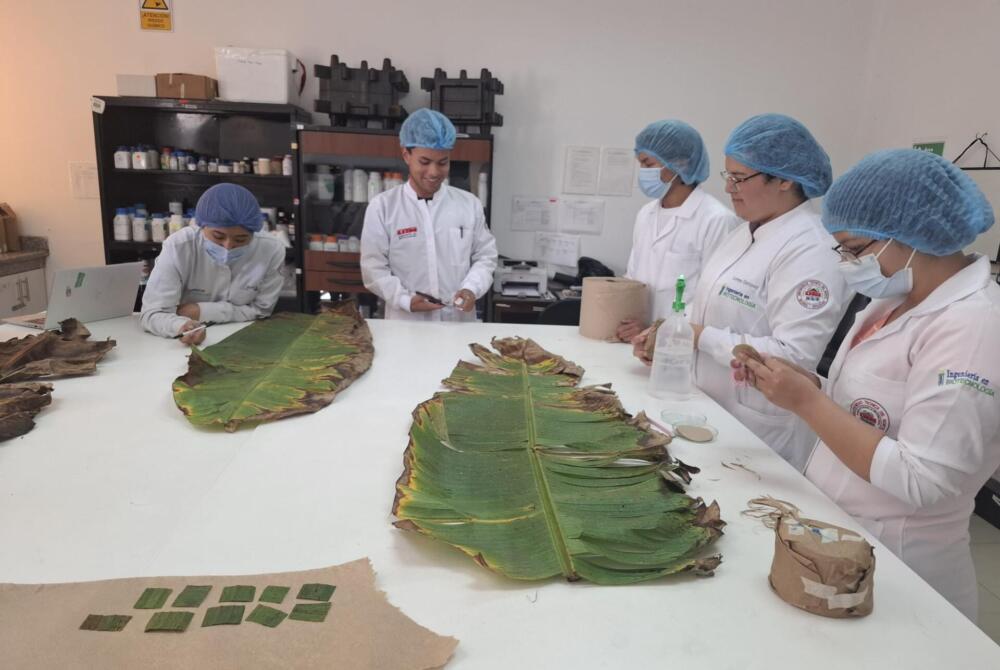 Un gruppo misto di biotecnologi ecuadoriani, intorno a un banco da laboratorio bianco, selezionano dei campioni di foglie di banano da analizzare nell'ambito di una ricerca sulla produzione sostenibile.